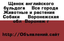 Щенок английского бульдога  - Все города Животные и растения » Собаки   . Воронежская обл.,Воронеж г.